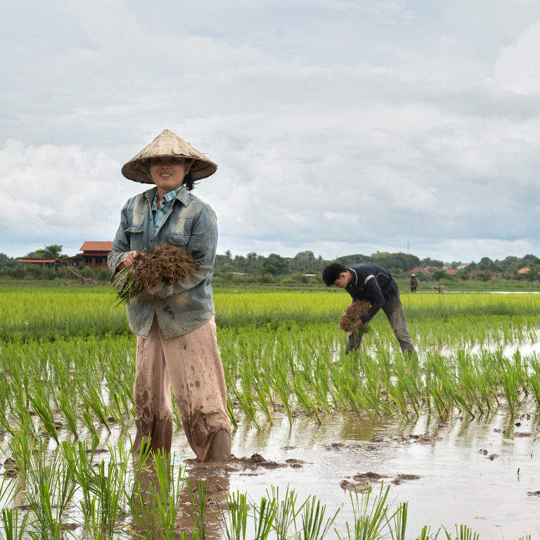 Three Lao farm workers transplant rice in a paddy field outside Vientiane.