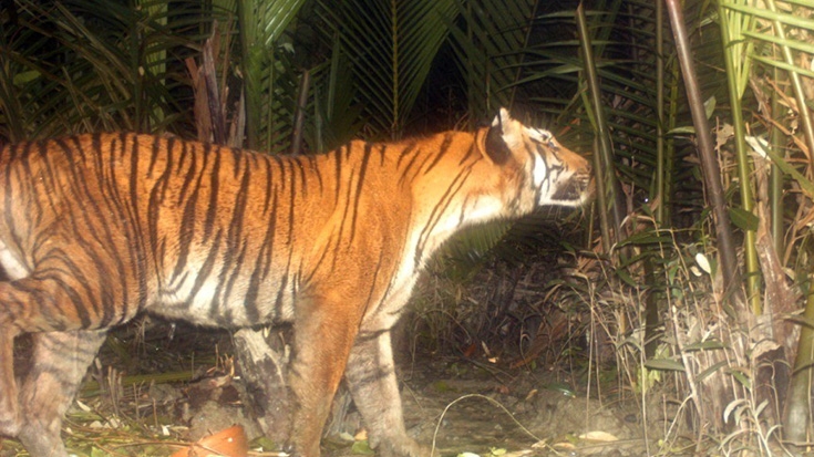 Seven tigers given new life after rescue from illegal wildlife trade in  Vietnam