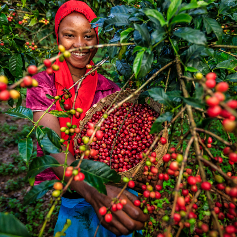 Young African women collecting coffee cherries, East Africa⁠ by Bartosz Hadyniak from Getty Images Signature