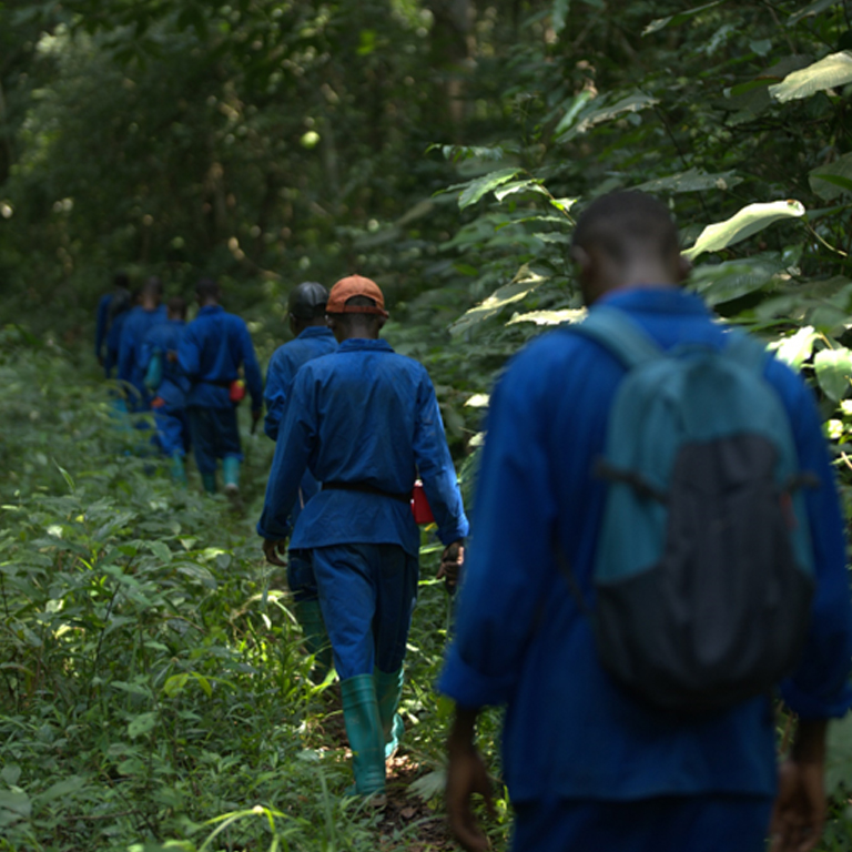 Preserving the Forest of the Congo Basin : A Game Changer for Africa and the World