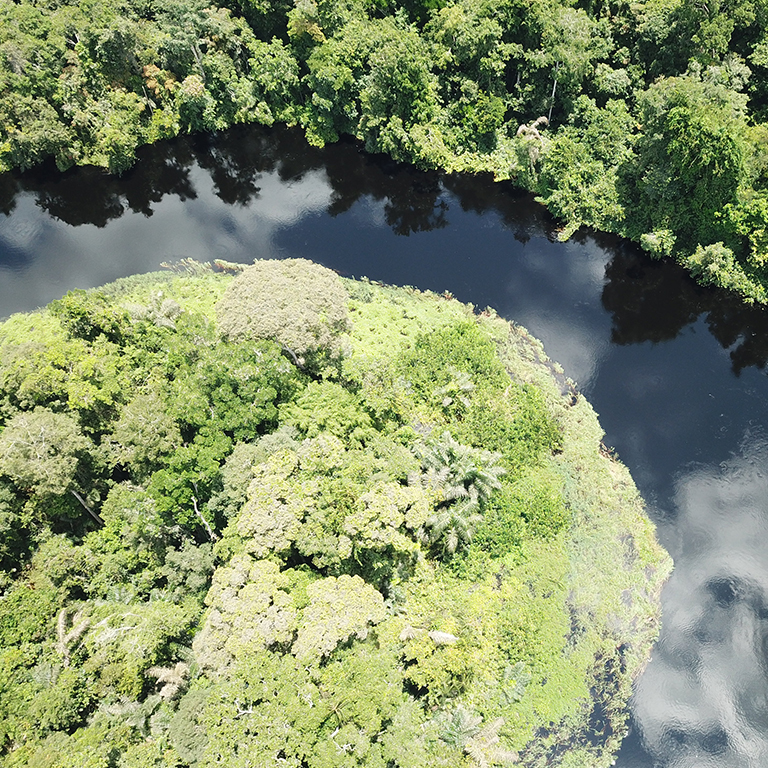 Unlocking the Economic and Environmental Value of the Congo Basin Forests