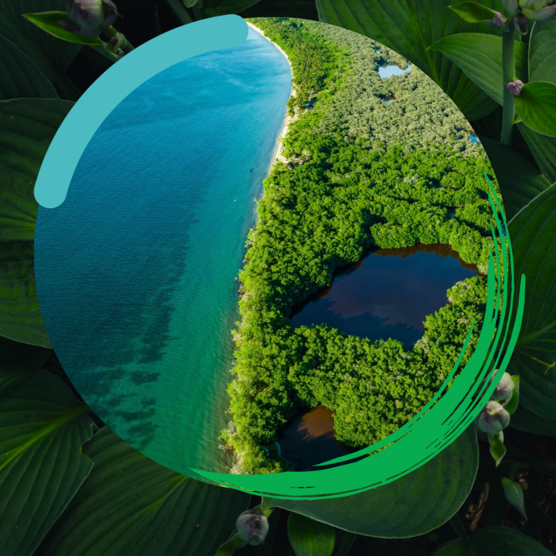 Aerial view of mangrove forests and the Caribbean and WB COP16 branding