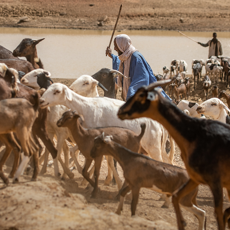 Reinforcing Pastoralism in the Sahel and West Africa: A Decade of Progress and the Path Forward