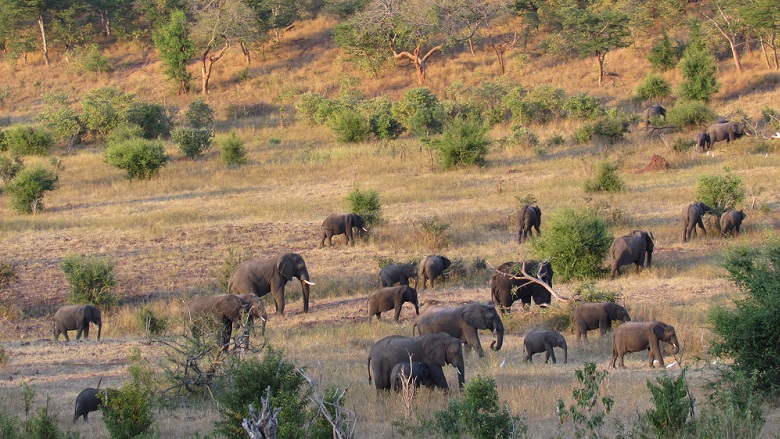 Wild animals kill more people than COVID-19 in Zimbabwe