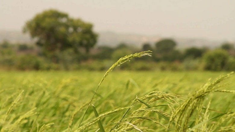 Building Up Africa’s Resilience to Climate Shocks