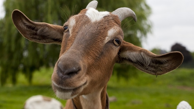 Milena and her goats 