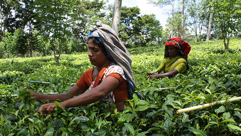 The World Bank supports Sri Lanka’s push to modernize agriculture to create job opportunities.