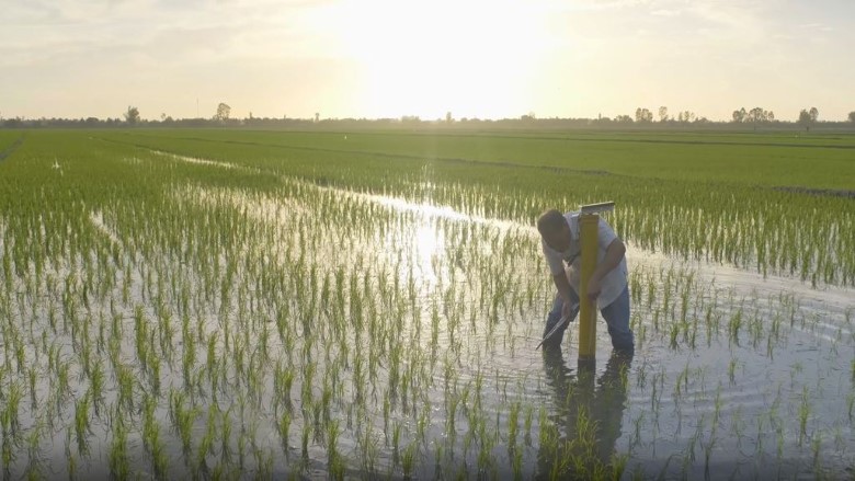 Results of using the Internet of Things to increase water use efficiency in smallholder rice farming