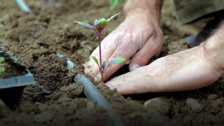 Better Water Management Means Greater Food Security in Tajikistan