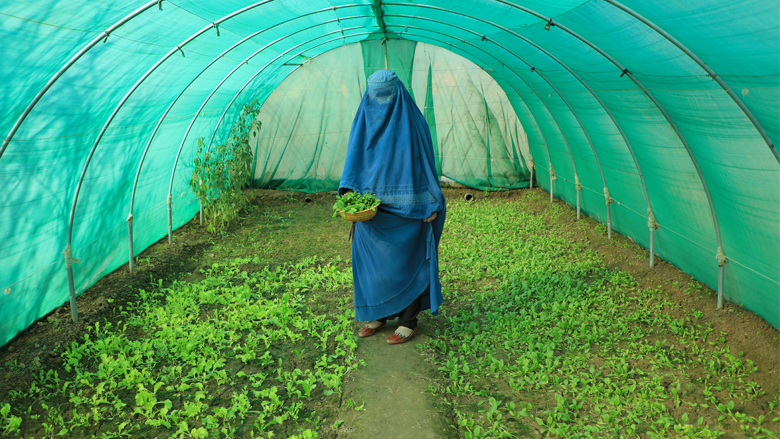 Micro greenhouses help Afghans fight food insecurity  