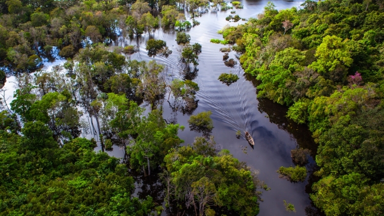 Amazon wetlands 