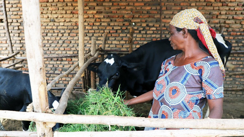Why Farmers In These Countries Make Holes In Their Cattle's Stomachs -  News18