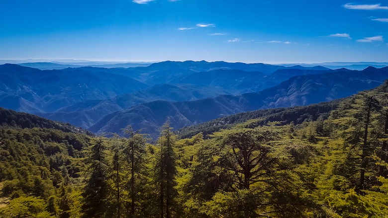 Strengthening The Sustainability Climate Resilience Of Algeria S Forests   Shutterstock 1014778384 