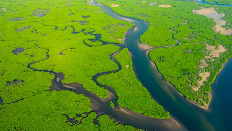 Aerial View of Green Mangrove Forest. Curioso Photography/Shutterstock