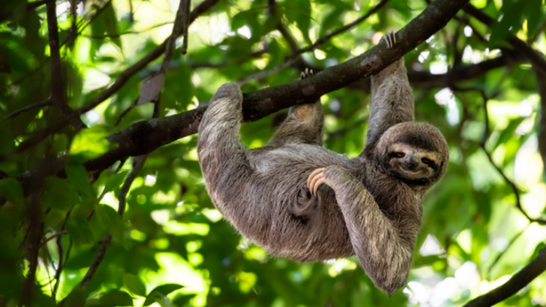 Amazonian sloth