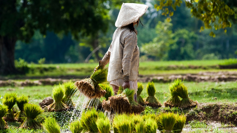 Rice plantation in Laos AdobeStock gnomeandi