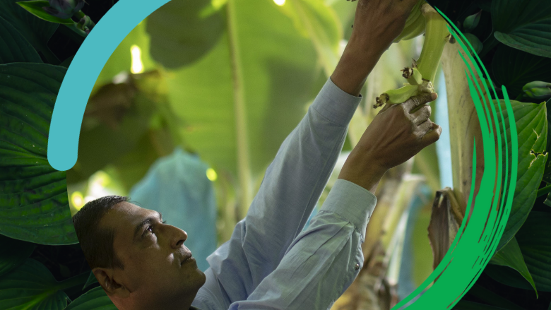 IFC at COP16 Events Man harvesting bananas