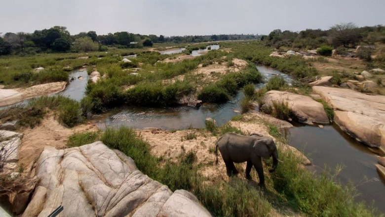 Elephant-in-the-Limpopo-Basin