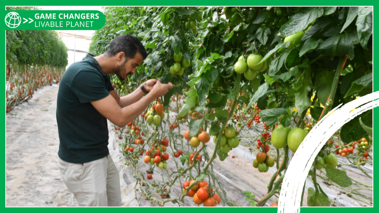 Farmer tending to his tomatoes